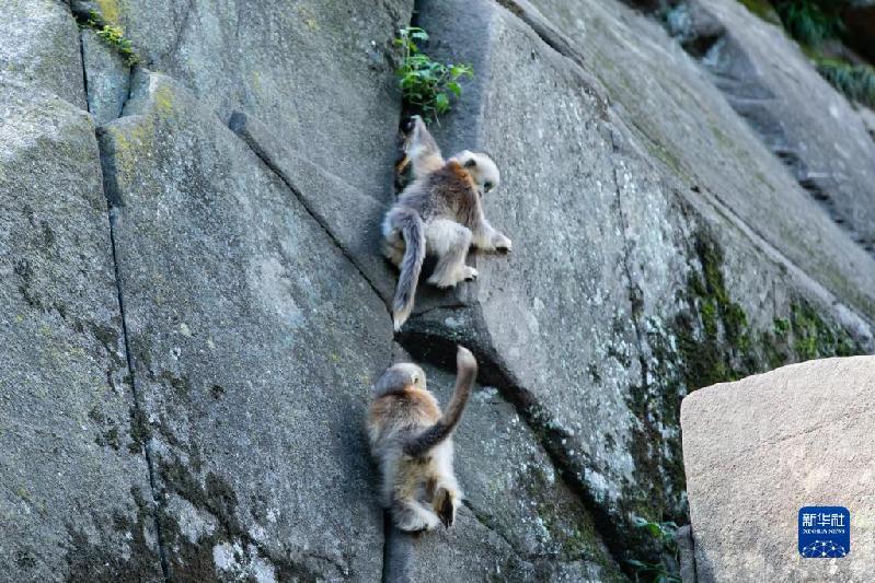 美麗中國丨大熊貓國家公園內(nèi)金絲猴新生幼崽茁壯成長
