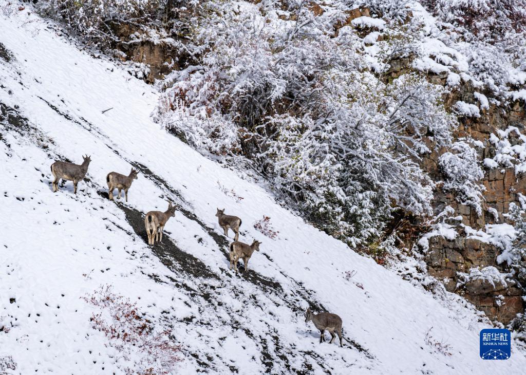 西藏：冰雪邊壩 美景如畫