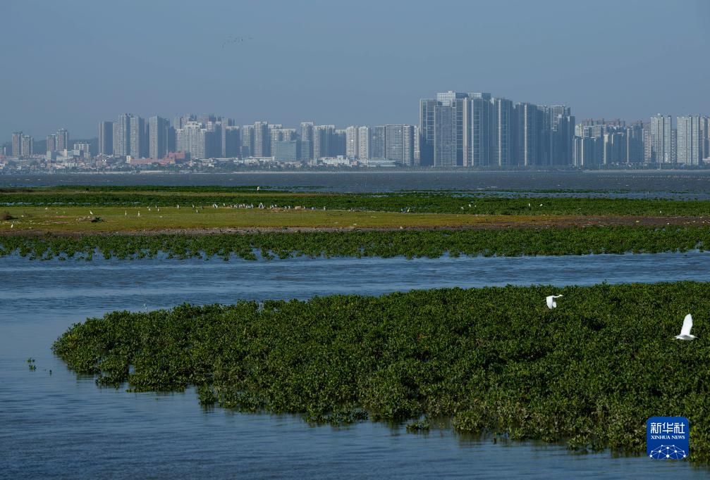 新華全媒＋丨珍稀候鳥在福建過冬