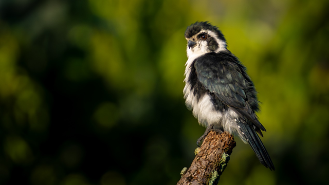 索尼最輕 F2.8 超遠攝 G 大師鏡頭 FE 300mm F2.8 GM OSS 發(fā)布