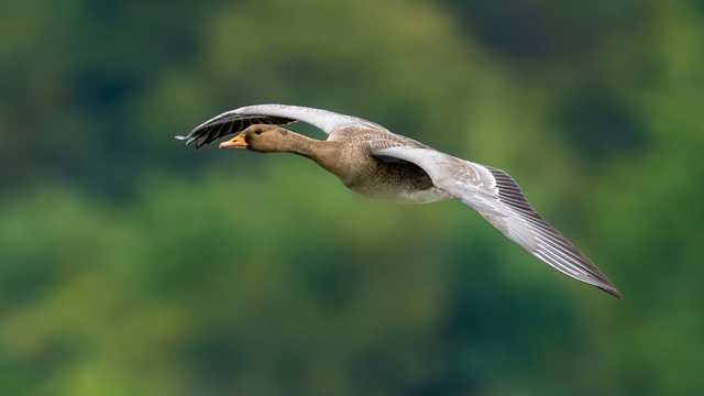 索尼最輕 F2.8 超遠攝 G 大師鏡頭 FE 300mm F2.8 GM OSS 發(fā)布